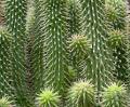 Hoodia gordonii cactus